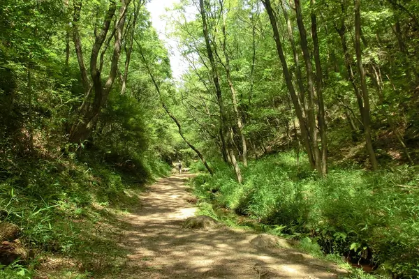 A Estrada Menos Percorrida: Cicloturismo e Aventuras Fora do Comum