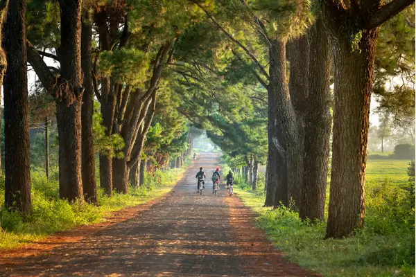 Rota Gastronômica de Bike: Explorando a Culinária durante o Cicloturismo